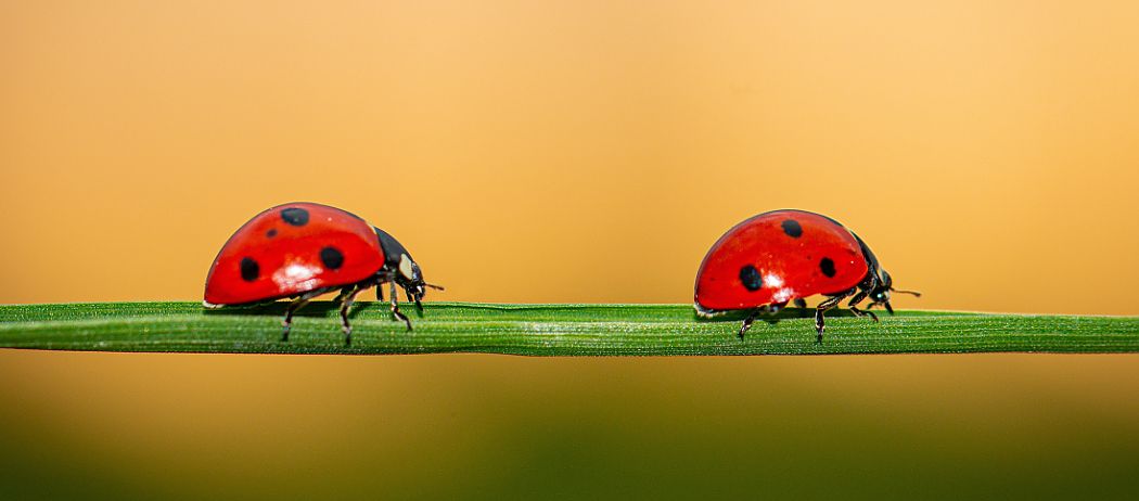 Marienkäfer Coccinellidae